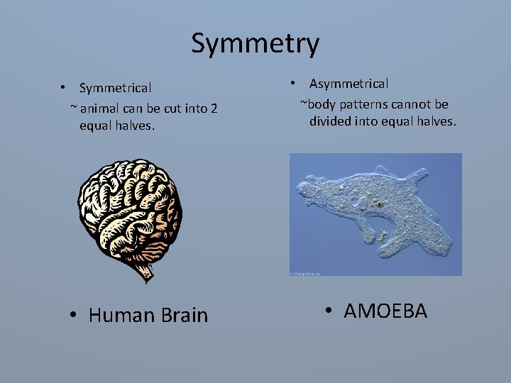 Symmetry • Symmetrical ~ animal can be cut into 2 equal halves. • Asymmetrical