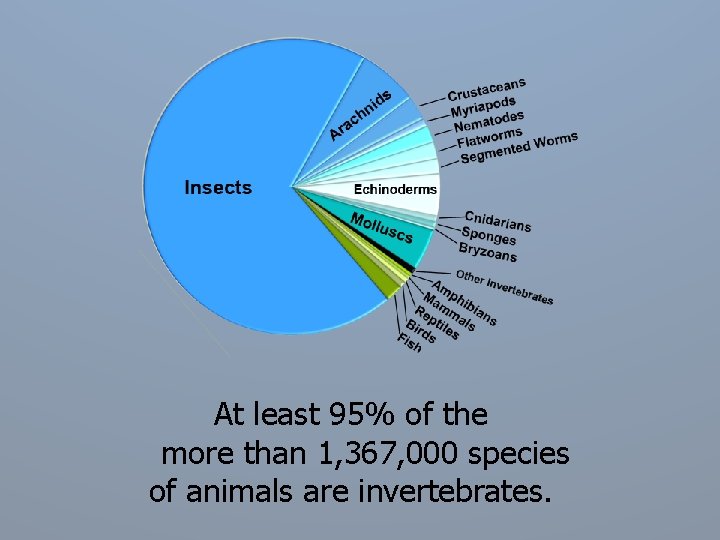At least 95% of the more than 1, 367, 000 species of animals are