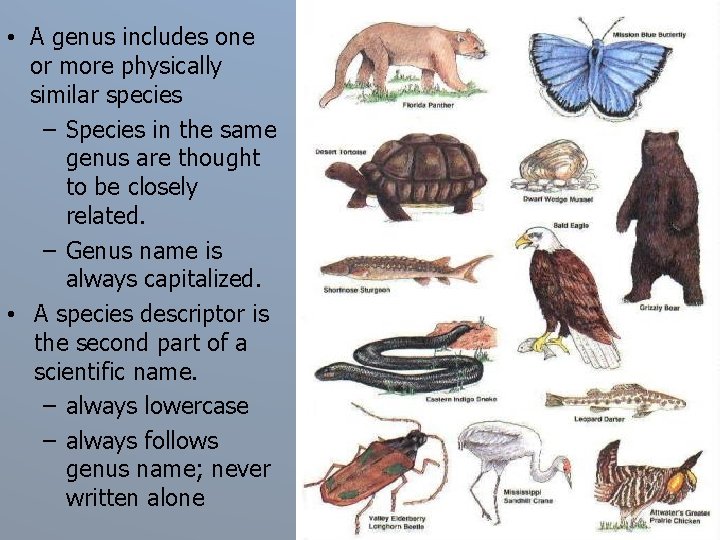  • A genus includes one or more physically similar species – Species in