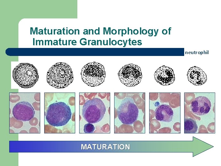 Maturation and Morphology of Immature Granulocytes myeloblast promyelocyte metamyelocyte MATURATION band neutrophil 