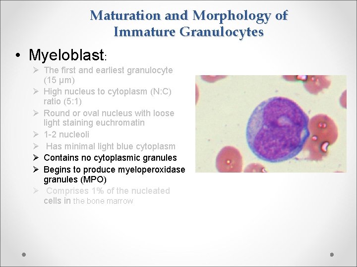 Maturation and Morphology of Immature Granulocytes • Myeloblast: Ø The first and earliest granulocyte