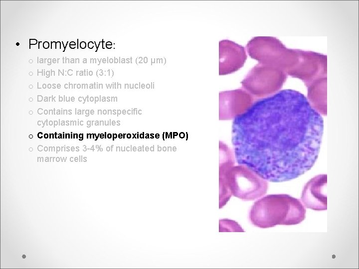  • Promyelocyte: larger than a myeloblast (20 μm) High N: C ratio (3: