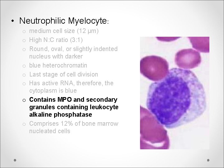  • Neutrophilic Myelocyte: o medium cell size (12 μm) o High N: C