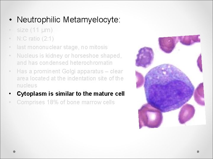  • Neutrophilic Metamyelocyte: • size (11 μm) • N: C ratio (2: 1)