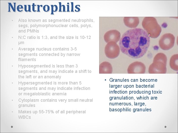 Neutrophils • • Also known as segmented neutrophils, segs, polymorphonuclear cells, polys, and PMNs