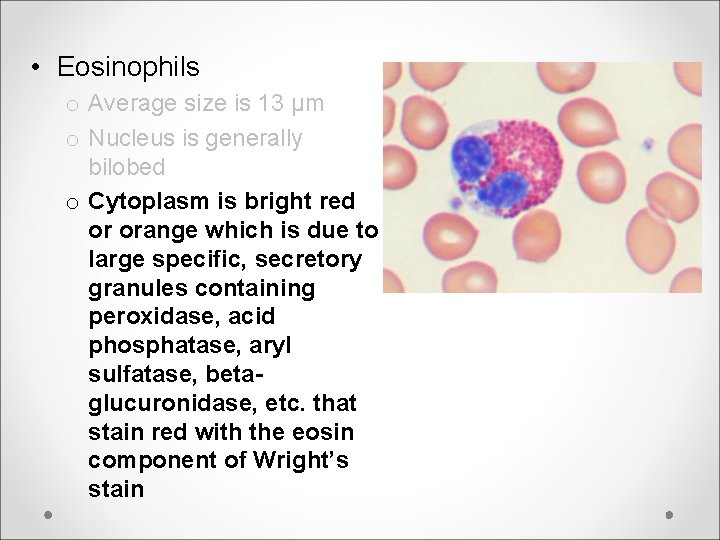  • Eosinophils o Average size is 13 μm o Nucleus is generally bilobed