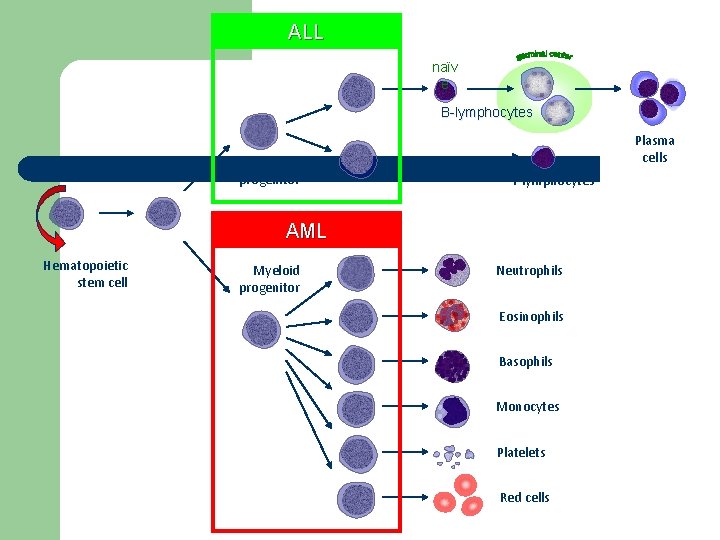 ALL naïv e B-lymphocytes Lymphoid progenitor Plasma cells T-lymphocytes AML Hematopoietic stem cell Myeloid