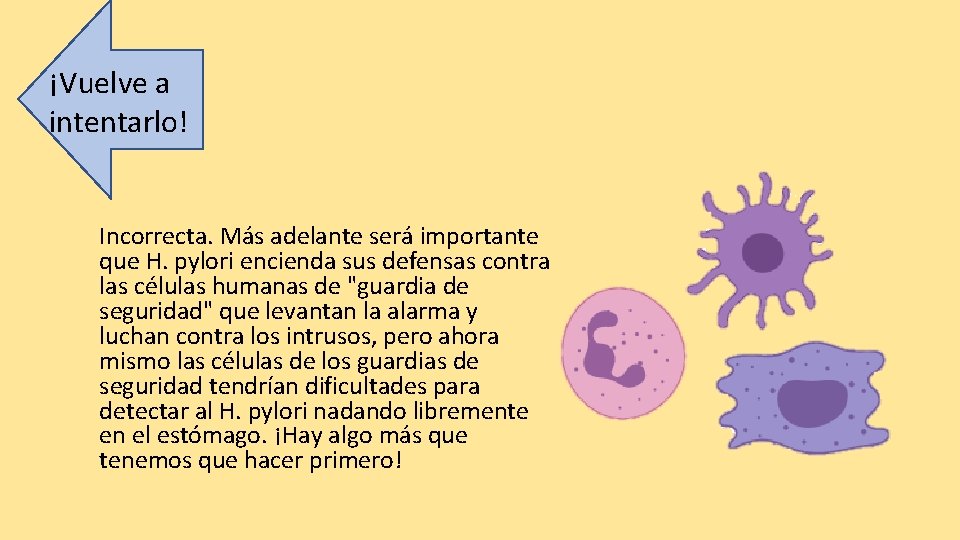 ¡Vuelve a intentarlo! Incorrecta. Más adelante será importante que H. pylori encienda sus defensas