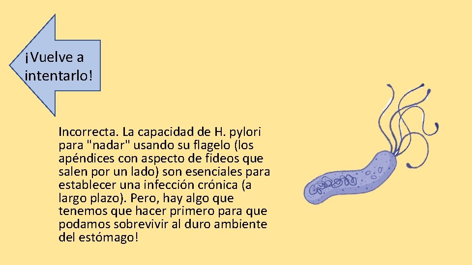 ¡Vuelve a intentarlo! Incorrecta. La capacidad de H. pylori para "nadar" usando su flagelo