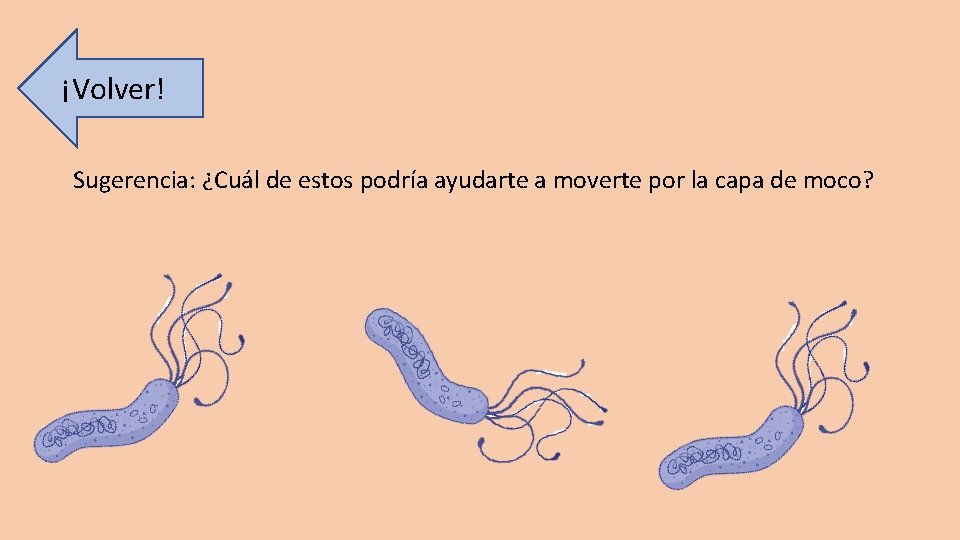 ¡Volver! Sugerencia: ¿Cuál de estos podría ayudarte a moverte por la capa de moco?