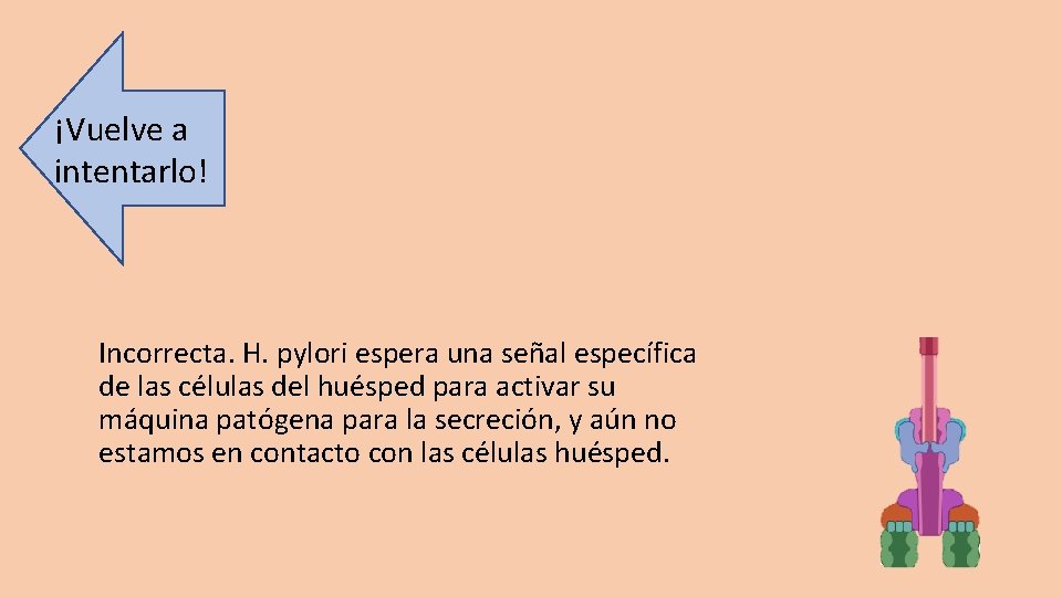 ¡Vuelve a intentarlo! Incorrecta. H. pylori espera una señal específica de las células del