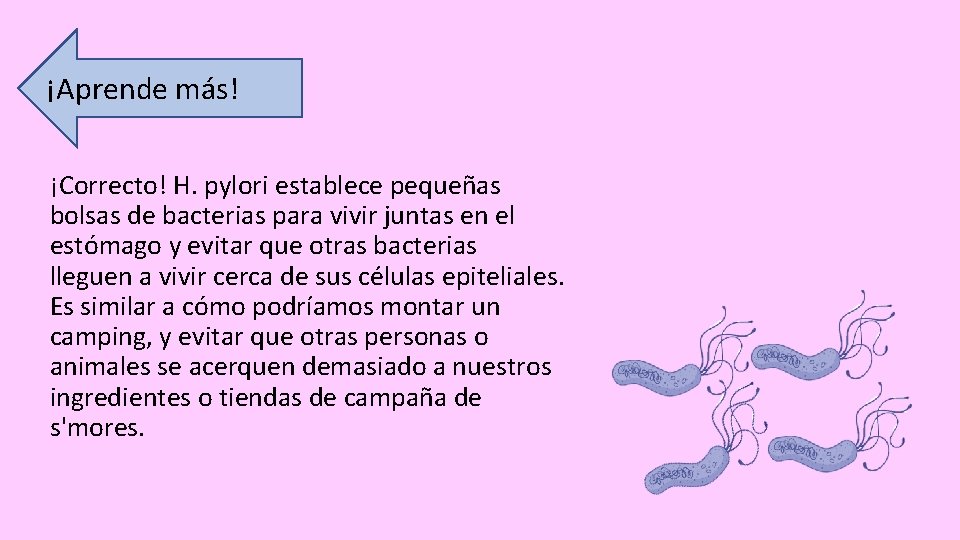 ¡Aprende más! ¡Correcto! H. pylori establece pequeñas bolsas de bacterias para vivir juntas en