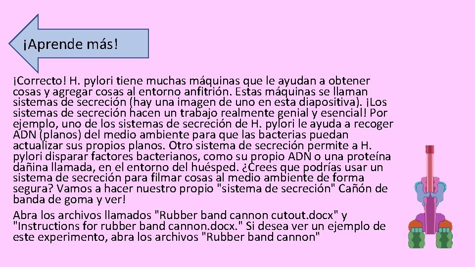 ¡Aprende más! ¡Correcto! H. pylori tiene muchas máquinas que le ayudan a obtener cosas