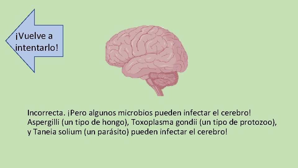 ¡Vuelve a intentarlo! Incorrecta. ¡Pero algunos microbios pueden infectar el cerebro! Aspergilli (un tipo