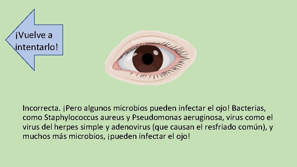 ¡Vuelve a intentarlo! Incorrecta. ¡Pero algunos microbios pueden infectar el ojo! Bacterias, como Staphylococcus