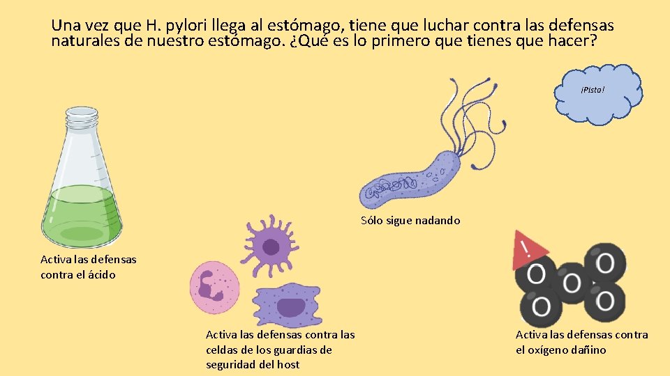 Una vez que H. pylori llega al estómago, tiene que luchar contra las defensas