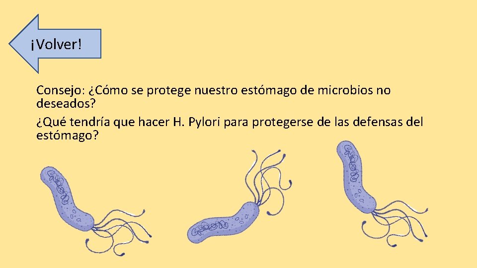 ¡Volver! Consejo: ¿Cómo se protege nuestro estómago de microbios no deseados? ¿Qué tendría que