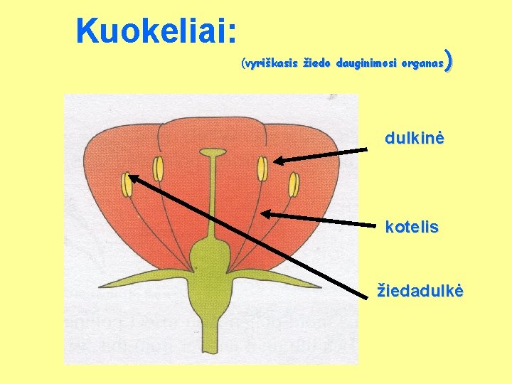 Kuokeliai: ) (vyriškasis žiedo dauginimosi organas dulkinė kotelis žiedadulkė 