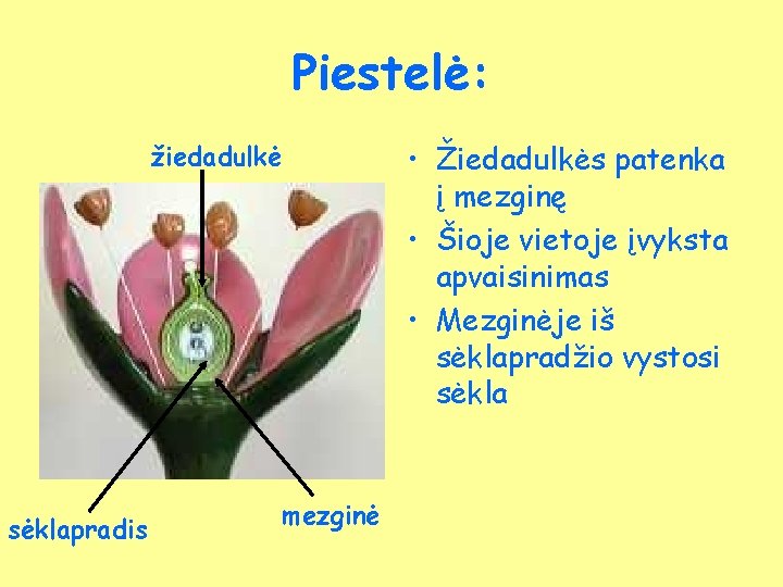 Piestelė: • Žiedadulkės patenka į mezginę • Šioje vietoje įvyksta apvaisinimas • Mezginėje iš