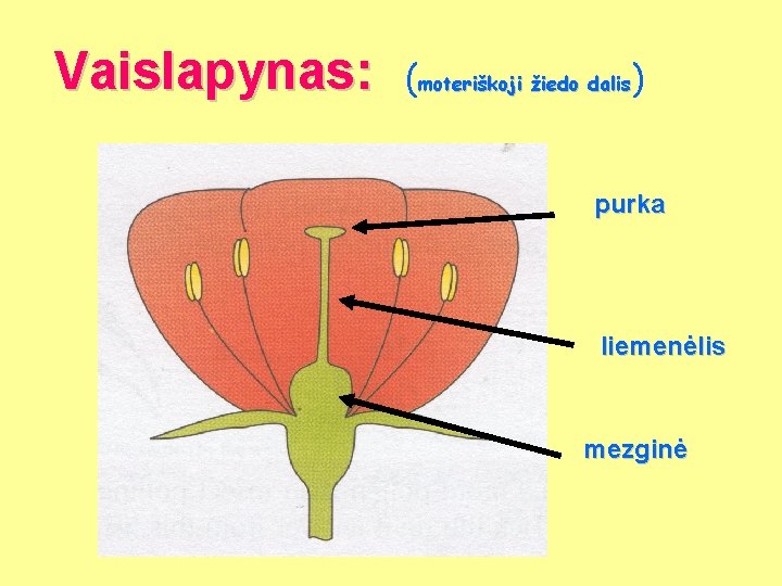 Vaislapynas: (moteriškoji žiedo dalis) purka liemenėlis mezginė 