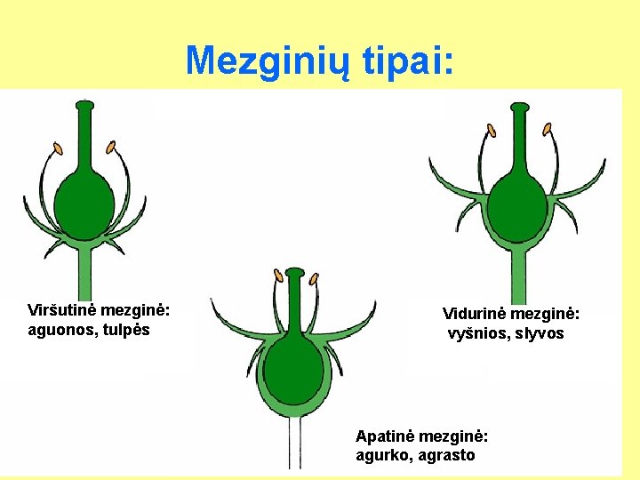 Mezginių tipai: Viršutinė mezginė: aguonos, tulpės Vidurinė mezginė: vyšnios, slyvos Apatinė mezginė: agurko, agrasto