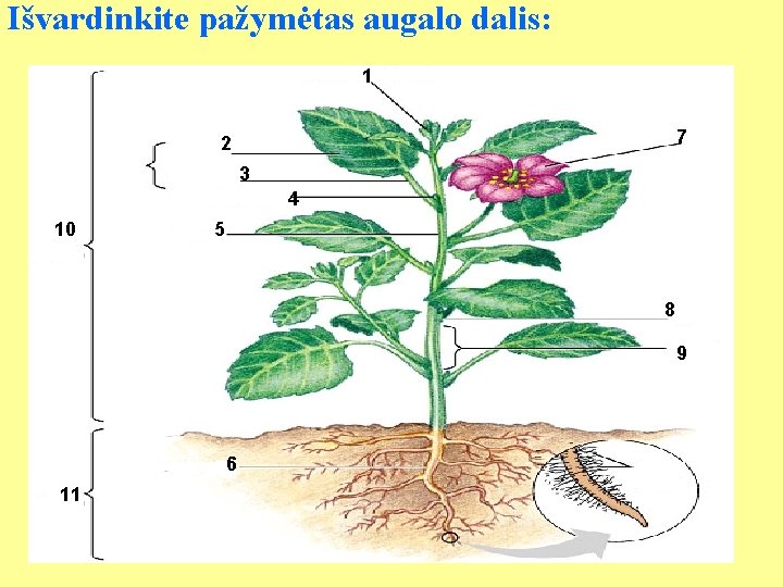 Išvardinkite pažymėtas augalo dalis: 1 7 2 3 4 10 5 8 9 6