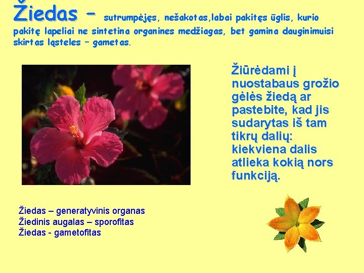 Žiedas – sutrumpėjęs, nešakotas, labai pakitęs ūglis, kurio pakitę lapeliai ne sintetina organines medžiagas,