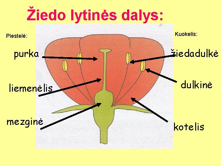 Žiedo lytinės dalys: Piestelė: purka liemenėlis mezginė Kuokelis: žiedadulkė dulkinė kotelis 