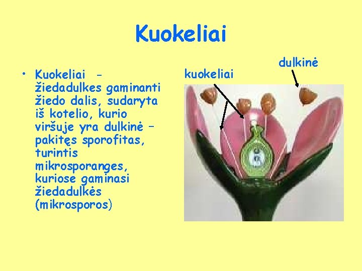 Kuokeliai • Kuokeliai žiedadulkes gaminanti žiedo dalis, sudaryta iš kotelio, kurio viršuje yra dulkinė Kuokeliai • Kuokeliai žiedadulkes gaminanti žiedo dalis, sudaryta iš kotelio, kurio viršuje yra dulkinė