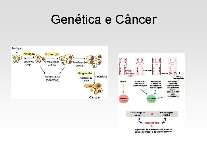 Genética e Câncer 