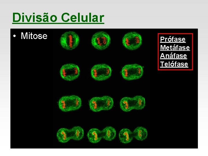 Divisão Celular • Mitose Prófase Metáfase Anáfase Telófase 