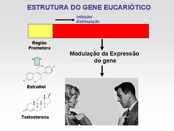 ESTRUTURA DO GENE EUCARIÓTICO Inibição/ Estimulação Região Promotora Estradiol Testosterona Modulação da Expressão do