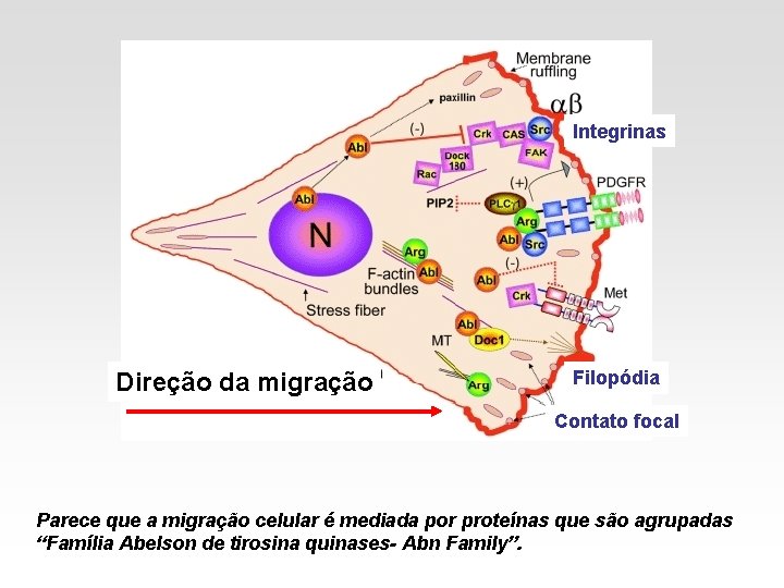 Integrinas Direção da migração Filopódia Contato focal Parece que a migração celular é mediada