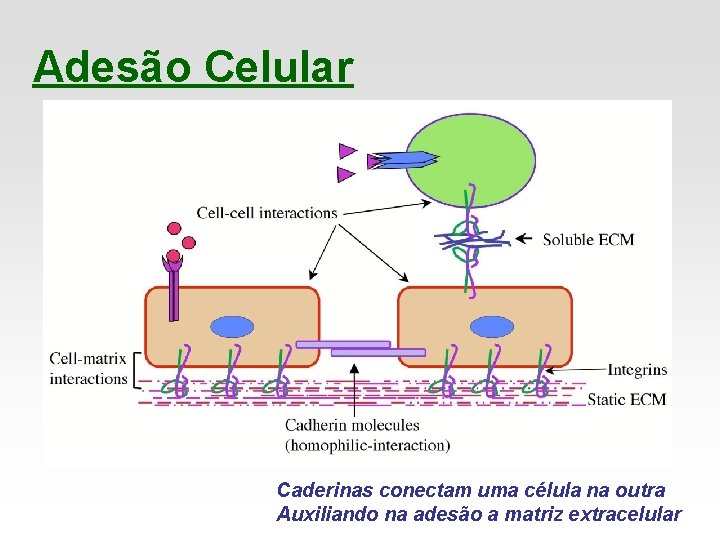Adesão Celular Caderinas conectam uma célula na outra Auxiliando na adesão a matriz extracelular