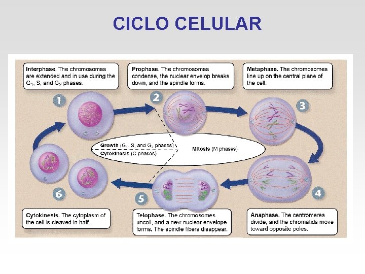 CICLO CELULAR 