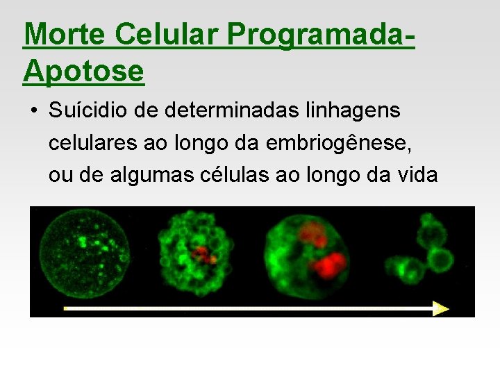 Morte Celular Programada. Apotose • Suícidio de determinadas linhagens celulares ao longo da embriogênese,