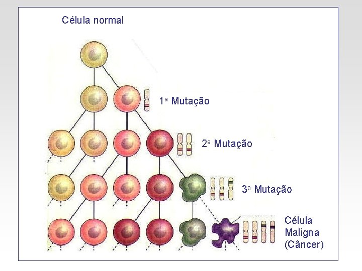 Célula normal 1 a Mutação 2 a Mutação 3 a Mutação Célula Maligna (Câncer)