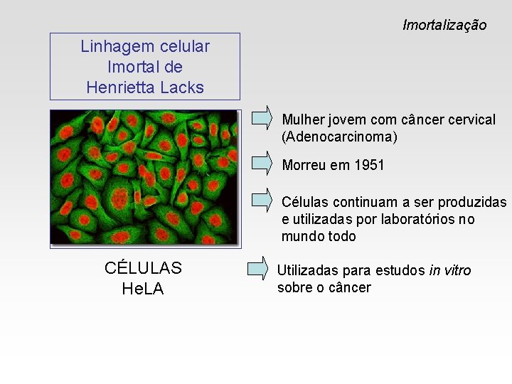 Imortalização Linhagem celular Imortal de Henrietta Lacks Mulher jovem com câncer cervical (Adenocarcinoma) Morreu