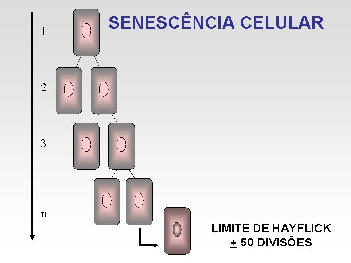 1 SENESCÊNCIA CELULAR 2 3 n LIMITE DE HAYFLICK + 50 DIVISÕES 