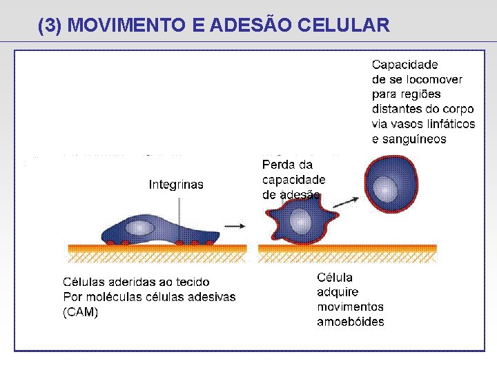 (3) MOVIMENTO E ADESÃO CELULAR 