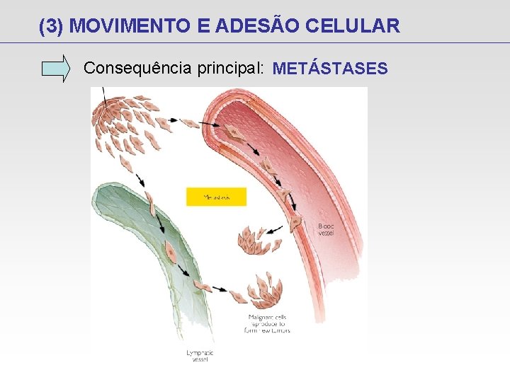 (3) MOVIMENTO E ADESÃO CELULAR Consequência principal: METÁSTASES 