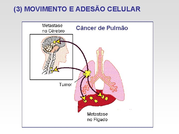 (3) MOVIMENTO E ADESÃO CELULAR 