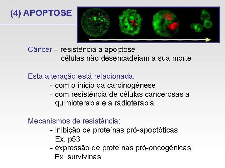 (4) APOPTOSE Câncer – resistência a apoptose células não desencadeiam a sua morte Esta