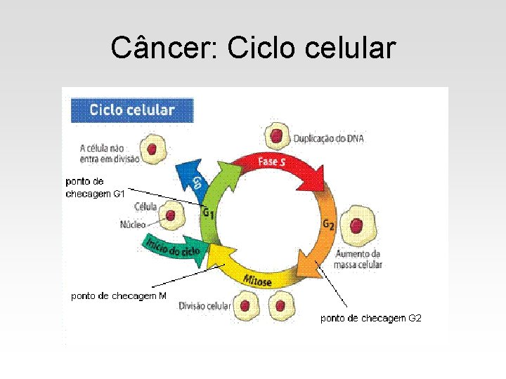 Câncer: Ciclo celular 