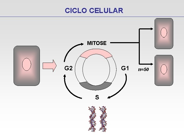 CICLO CELULAR MITOSE G 2 G 1 S n=50 