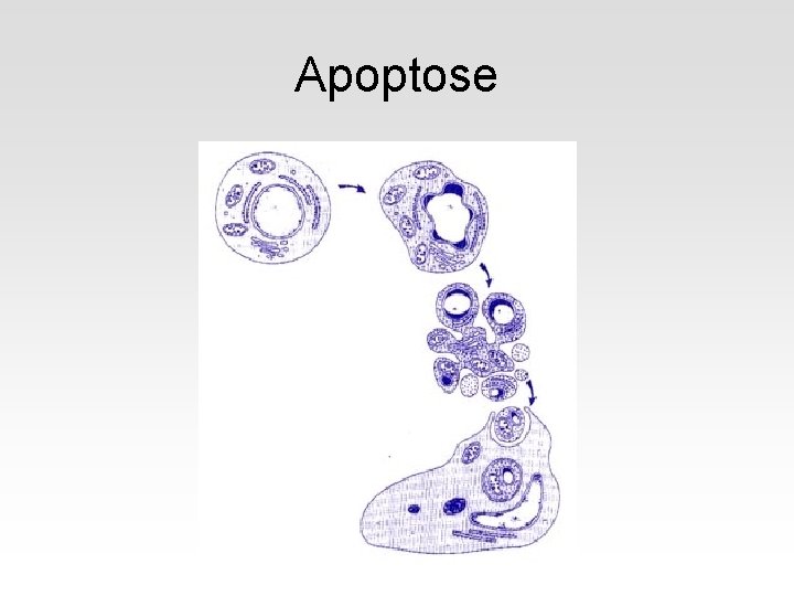 Apoptose 