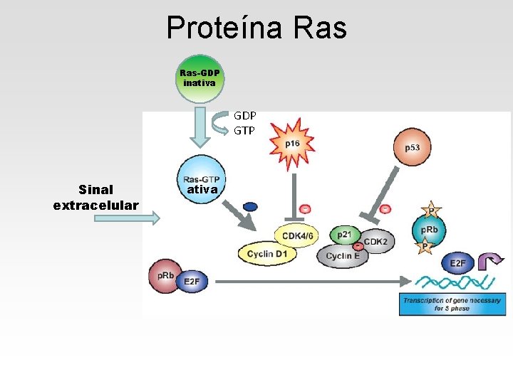 Proteína Ras-GDP inativa GDP GTP Sinal extracelular ativa 