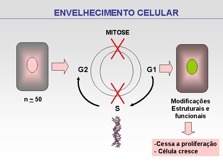 ENVELHECIMENTO CELULAR MITOSE G 2 G 1 n ~ 50 S Modificações Estruturais e