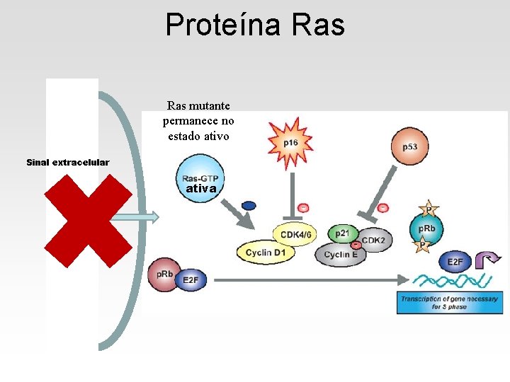 Proteína Ras mutante permanece no estado ativo Sinal extracelular ativa 
