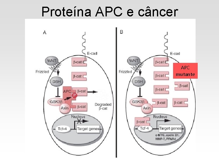 Proteína APC e câncer APC mutante 
